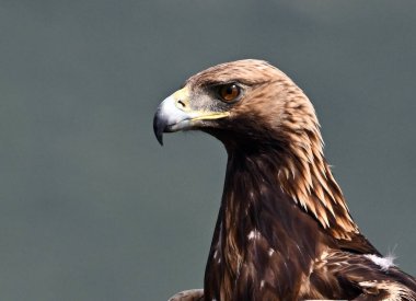 İspanya 'da görkemli bir altın kartal