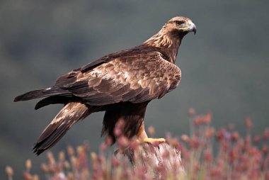 İspanya 'da görkemli bir altın kartal