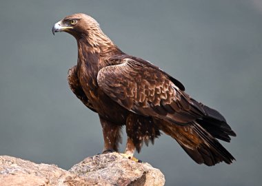 İspanya 'da görkemli bir altın kartal