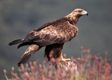İspanya 'da görkemli bir altın kartal