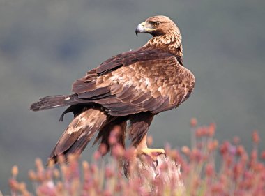 İspanya 'da görkemli bir altın kartal