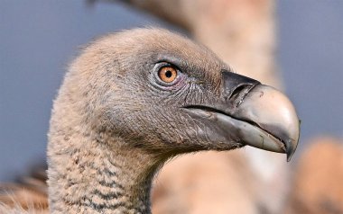 İspanya 'da uçan dev bir griffon akbabası.