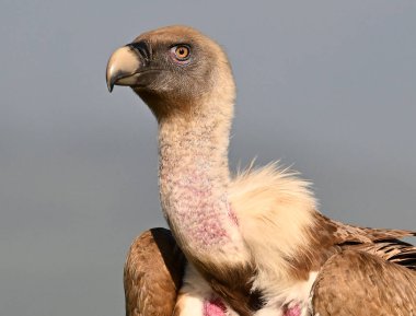 İspanya 'da uçan dev bir griffon akbabası.