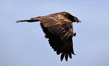 İspanya 'da görkemli sakallı bir akbaba.