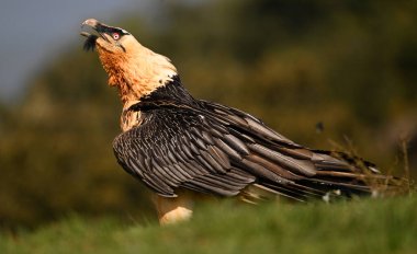İspanya 'da görkemli sakallı bir akbaba.