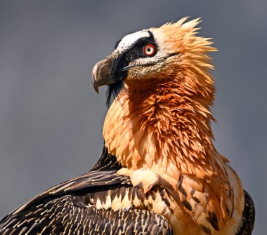 Dağda görkemli sakallı bir akbaba