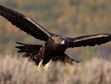 İspanya dağlarında güçlü bir altın kartal