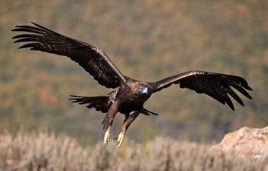 İspanya dağlarında güçlü bir altın kartal