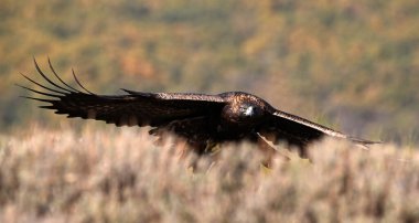 İspanya dağlarında güçlü bir altın kartal