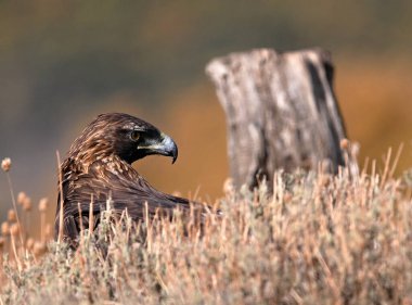 İspanya dağlarında güçlü bir altın kartal