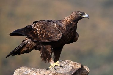 İspanya dağlarında güçlü bir altın kartal