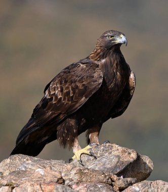 İspanya dağlarında güçlü bir altın kartal