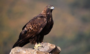 İspanya dağlarında güçlü bir altın kartal