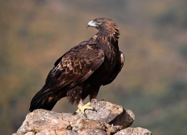 İspanya dağlarında güçlü bir altın kartal