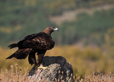 İspanya dağlarında güçlü bir altın kartal