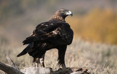 Dağdaki güçlü bir altın kartal