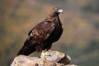 Dağdaki güçlü bir altın kartal