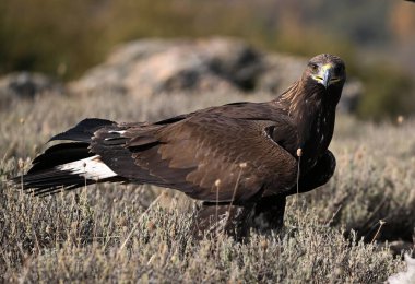 Dağdaki güçlü bir altın kartal