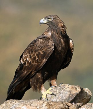 Dağdaki güçlü bir altın kartal