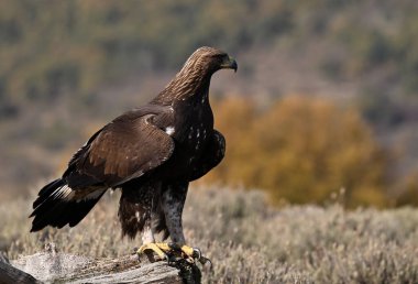 Dağdaki güçlü bir altın kartal