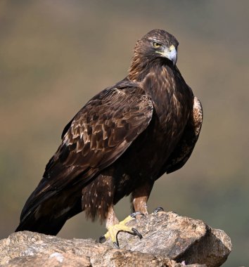 Dağdaki güçlü bir altın kartal