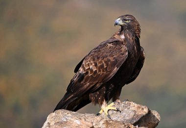 Dağdaki güçlü bir altın kartal