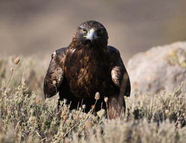Dağdaki güçlü bir altın kartal