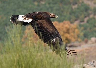Dağdaki güçlü bir altın kartal