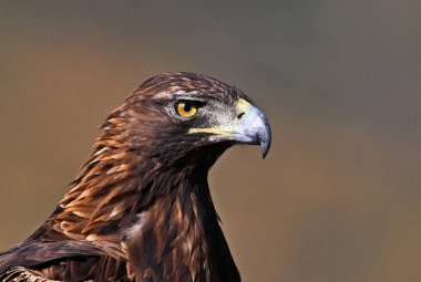 Dağdaki güçlü bir altın kartal