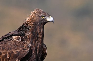 Dağdaki güçlü bir altın kartal