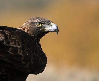 Dağdaki güçlü bir altın kartal