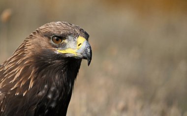 Dağdaki güçlü bir altın kartal