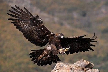 Dağdaki güçlü bir altın kartal