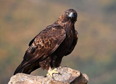 Dağdaki güçlü bir altın kartal