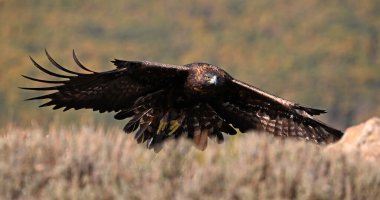 Dağdaki güçlü bir altın kartal
