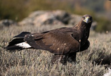 Dağdaki güçlü bir altın kartal