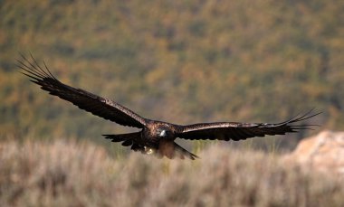 Dağdaki güçlü bir altın kartal