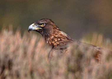 Dağdaki güçlü bir altın kartal