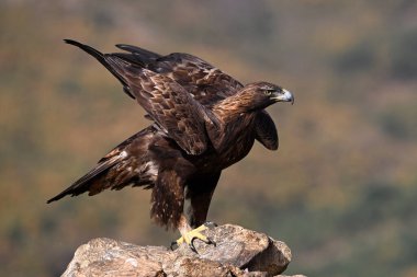 Dağdaki güçlü bir altın kartal