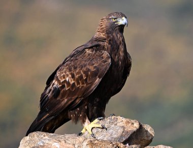 Dağdaki güçlü bir altın kartal