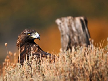 Dağdaki güçlü bir altın kartal
