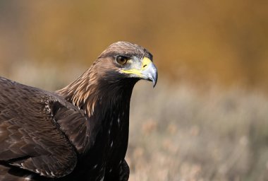 Dağdaki güçlü bir altın kartal