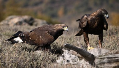 Dağdaki güçlü bir altın kartal
