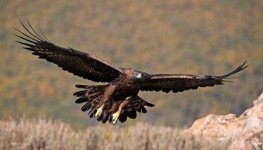 Dağdaki güçlü bir altın kartal