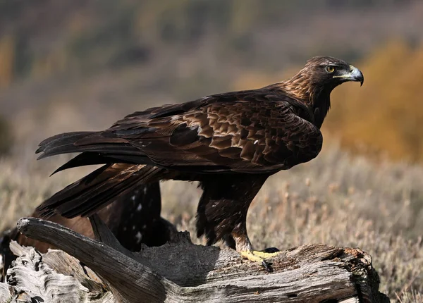 Dağdaki güçlü bir altın kartal