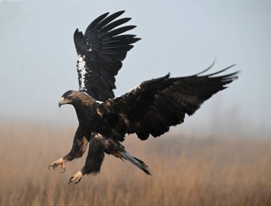 İspanya 'da güçlü bir imparatorluk kartalı