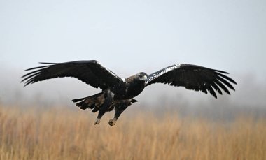 İspanya 'da güçlü bir imparatorluk kartalı