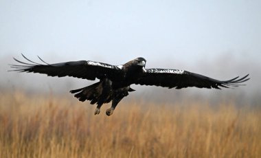 İspanya 'da görkemli bir imparatorluk kartalı.