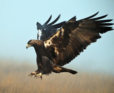 İspanya 'da görkemli bir imparatorluk kartalı.