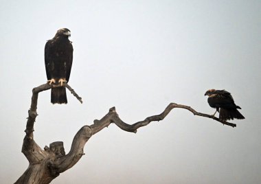 İspanya 'da görkemli bir imparatorluk kartalı.